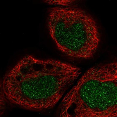 Immunocytochemistry/Immunofluorescence: AOF1 Antibody [NBP1-90148] - Immunofluorescent staining of human cell line A-431 shows localization to nucleus.