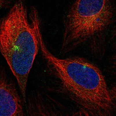 Immunocytochemistry/Immunofluorescence: PEAR1 Antibody [NBP1-90449] - Immunofluorescent staining of human cell line U-2 OS shows localization to centrosome.