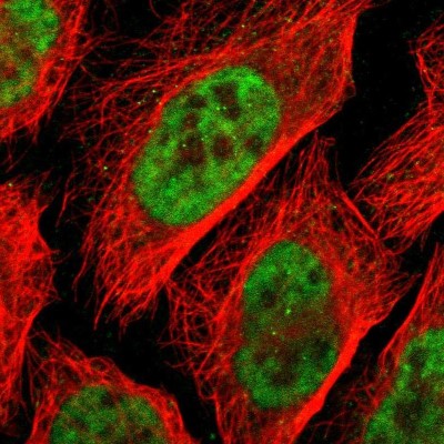 Immunocytochemistry/Immunofluorescence: PSRC2 Antibody [NBP1-88166] - Immunofluorescent staining of human cell line U-2 OS shows localization to nucleoplasm.