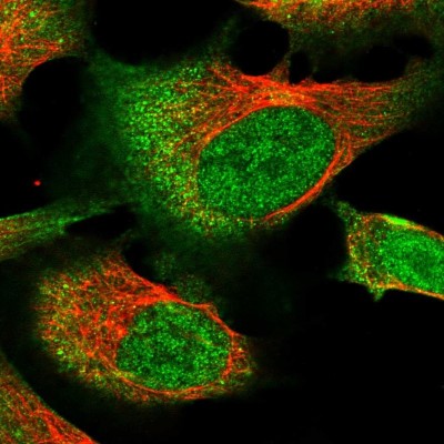 Immunocytochemistry/Immunofluorescence: RNF111 Antibody [NBP1-94139] - Immunofluorescent staining of human cell line U-2 OS shows localization to nucleoplasm & cytosol.