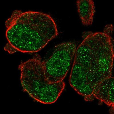 Immunocytochemistry/Immunofluorescence: PASD1 Antibody [NBP1-84345] - Staining of human cell line PC-3 shows localization to nuclear speckles.
