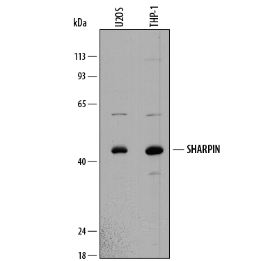 Western blot shows lysates of U2OS human osteosarcoma cell line and THP‑1 human acute monocytic leukemia cell line. PVDF membrane was probed with 1 µg/mL of Sheep Anti-Human SHARPIN Antigen Affinity-purified Polyclonal Antibody (Catalog # AF8100) followed by HRP-conjugated Anti-Sheep IgG Secondary Antibody (Catalog # HAF016). A specific band was detected for SHARPIN at approximately 43 kDa (as indicated). This experiment was conducted under reducing conditions and using Immunoblot Buffer Group 1.