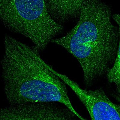 Immunocytochemistry/Immunofluorescence: PIWIL4 Antibody [NBP1-83491] - Staining of human cell line U-2 OS shows positivity in nucleus but not nucleoli, cytoplasm and golgi apparatus.