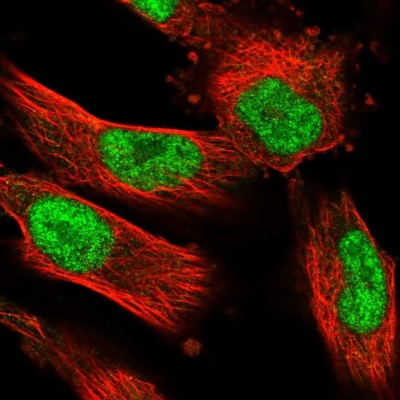 Immunocytochemistry/Immunofluorescence: NUFIP1 Antibody [NBP1-82515] - Immunofluorescent staining of human cell line U-251 MG shows localization to nucleoplasm.