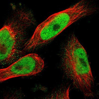 Immunocytochemistry/Immunofluorescence: NEK11 Antibody [NBP1-83584] - Staining of human cell line U-251MG shows positivity in nuclei but not nucleoli.