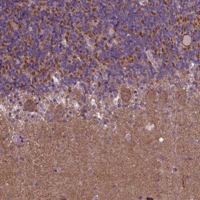 Immunocytochemistry/Immunofluorescence: GPR63 Antibody [NBP1-82362] - Staining of human cerebellum shows moderate cytoplasmic positivity in Purkinje cells and cells in granular layer.