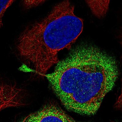 Immunocytochemistry/Immunofluorescence: RPS28 Antibody [NBP1-92353] - Staining of human cell line U-2 OS shows positivity in cytoplasm.