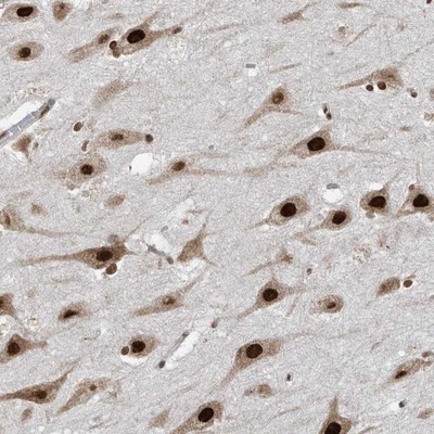 Immunohistochemistry-Paraffin: C6orf1 Antibody [NBP1-90343] - Staining of human hippocampus shows strong nuclear positivity in neuronal cells.