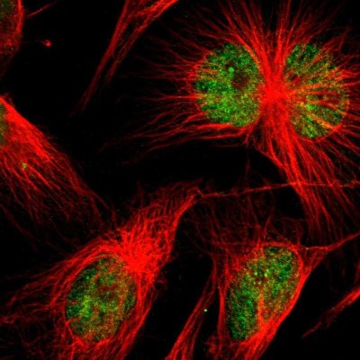 Immunocytochemistry/Immunofluorescence: SP2 Antibody [NBP1-83054] - Immunofluorescent staining of human cell line U-251 MG shows localization to nucleus.