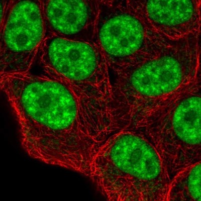 Immunocytochemistry/Immunofluorescence: LUC7L Antibody [NBP2-56401] - Staining of human cell line MCF7 shows localization to nuclear speckles & mitochondria.