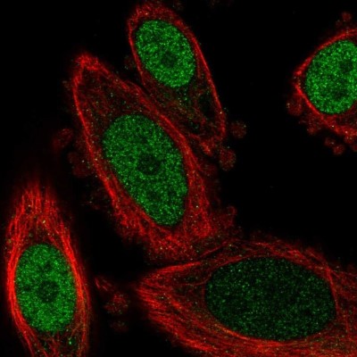 Immunocytochemistry/Immunofluorescence: GBX2 Antibody [NBP2-56315] - Staining of human cell line PC-3 shows localization to nucleoplasm.