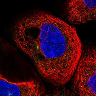 Immunocytochemistry/Immunofluorescence: RIC8B Antibody [NBP2-13232] - Immunofluorescent staining of human cell line A-431 shows localization to cytosol & centrosome.