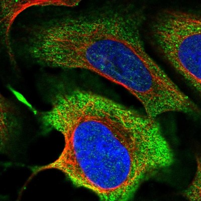 Immunocytochemistry/Immunofluorescence: MICALCL Antibody [NBP2-38455] - Immunofluorescent staining of human cell line U-2 OS shows localization to cytosol.