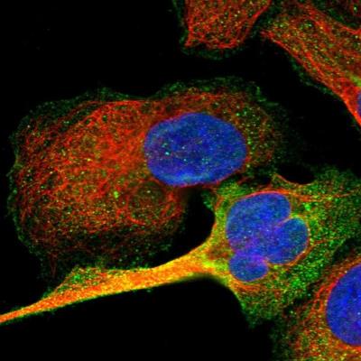 Immunocytochemistry/Immunofluorescence: ALS2CR12 Antibody [NBP1-85902] - Staining  of human cell line U-2 OS shows positivity in nucleus but not nucleoli, plasma membrane and cytoplasm.