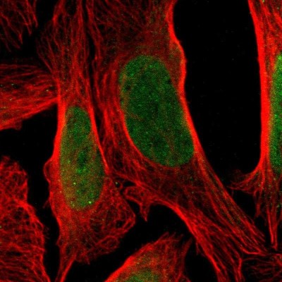 Immunocytochemistry/Immunofluorescence: ZNF537 Antibody [NBP1-92629] - Immunofluorescent staining of human cell line U-2 OS shows localization to nucleoplasm.