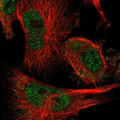 Immunocytochemistry/Immunofluorescence: FAAP100 Antibody [NBP1-90468] - Immunofluorescent staining of human cell line U-251 MG shows localization to nucleoplasm.