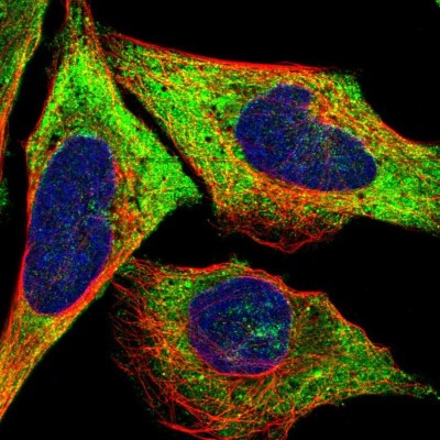 Immunocytochemistry/Immunofluorescence: LLGL2 Antibody [NBP1-81753] - Immunofluorescent staining of human cell line U-2 OS shows localization to cytosol.