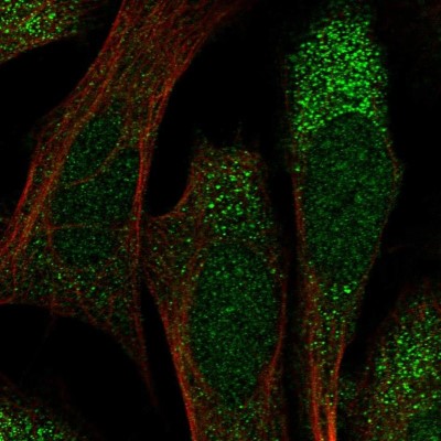 Immunocytochemistry/Immunofluorescence: HERC6 Antibody [NBP1-83639] - Immunofluorescent staining of human cell line U-2 OS shows localization to nucleus & cytosol.
