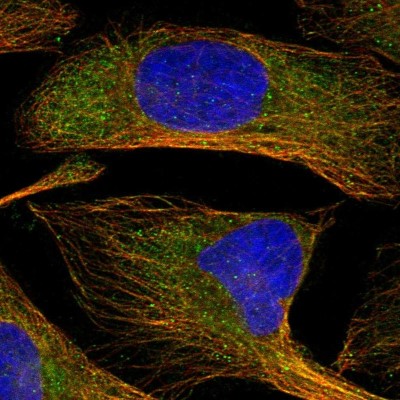 Immunocytochemistry/Immunofluorescence: Transglutaminase 4 Antibody [NBP1-86947] - Staining  of human cell line U-2 OS shows positivity in cytoplasm and cytoskeleton (microtubules).