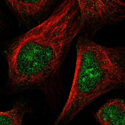 Immunocytochemistry/Immunofluorescence: Nucleoplasmin-2 Antibody [NBP2-13673] - Immunofluorescent staining of human cell line U-2 OS shows localization to nucleus & nucleoli.