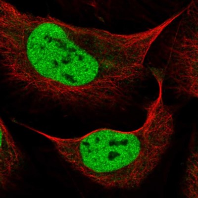 Immunocytochemistry/Immunofluorescence: ATBF1/ZFHX3 Antibody [NBP2-34126] - Immunofluorescent staining of human cell line U-2 OS shows localization to nucleoplasm.