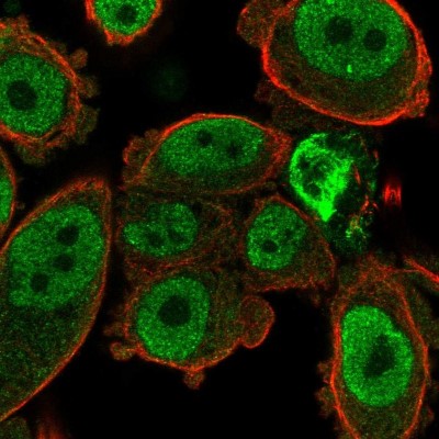 Immunocytochemistry/Immunofluorescence: TSPAN8/TM4SF3 Antibody [NBP2-38529] - Immunofluorescent staining of human cell line PC-3 shows localization to nucleoplasm.