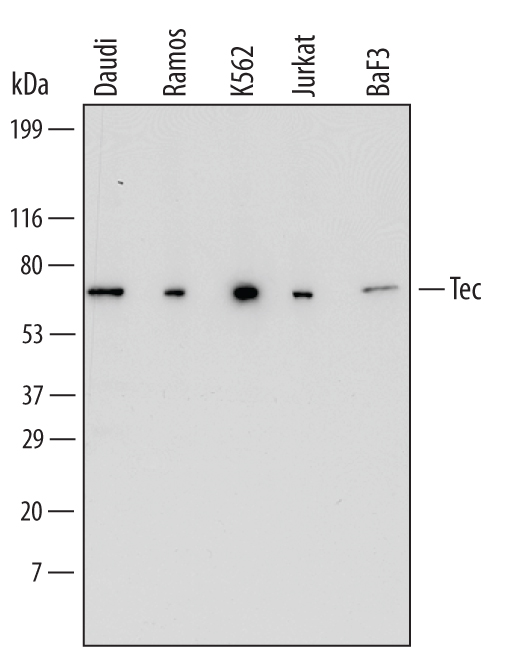 Western blot shows lysates of Daudi human Burkitt's lymphoma cell line, Ramos human Burkitt's lymphoma cell line, K562 human chronic myelogenous leukemia cell line, Jurkat human acute T cell leukemia cell line, and BaF3 mouse pro-B cell line. PVDF Membrane was probed with 1 µg/mL of Human/Mouse Tec Monoclonal Antibody (Catalog # MAB6519) followed by HRP-conjugated Anti-Mouse IgG Secondary Antibody (Catalog # HAF007). A specific band was detected for Tec at approximately 66 kDa (as indicated). This experiment was conducted under reducing conditions and using Immunoblot Buffer Group 1.