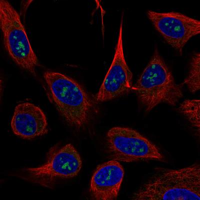 Immunocytochemistry/Immunofluorescence: USP46 Antibody (CL0364) [NBP2-30417] - Staining of U-2 OS cells using the anti-USP46 monoclonal antibody, showing specific staining in nucleoli in green. Microtubule- and nuclear probes are visualized in red and blue, respectively (where available). Antibody staining is shown in green.