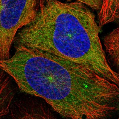 Immunocytochemistry/Immunofluorescence: Kinesin 5B Antibody [NBP2-58450] - Staining of human cell line U-2 OS shows localization to cytosol & microtubule organizing center.