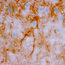 Neuregulin‑3/NRG3 was detected in perfusion fixed frozen sections of mouse brain (hippocampus) using Goat Anti-Mouse Neuregulin‑3/NRG3 EGF-like Domain Antigen Affinity-purified Polyclonal Antibody (Catalog # AF753) at 5 µg/mL overnight at 4 °C. Tissue was stained using the Anti-Goat HRP-DAB Cell & Tissue Staining Kit (brown; Catalog # CTS008) and counterstained with hematoxylin (blue). Specific staining was localized to cell bodies and neuronal processes. View our protocol for Chromogenic IHC Staining of Frozen Tissue Sections.