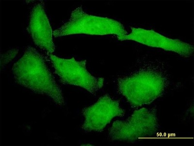 Immunocytochemistry/Immunofluorescence: Protocadherin beta 10 Antibody (4C4) [H00056126-M07] - Analysis of monoclonal antibody to PCDHB10 on HeLa cell. Antibody concentration 10 ug/ml