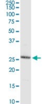 Western Blot: C8orf33 Antibody [H00065265-D01P] - Analysis of C8orf33 expression in mouse liver.