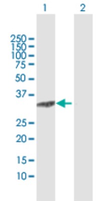 Western Blot: C8orf33 Antibody [H00065265-D01P] - Analysis of C8orf33 expression in transfected 293T cell line by C8orf33 polyclonal antibody.Lane 1: C8orf33 transfected lysate(25.30 KDa).Lane 2: Non-transfected lysate.
