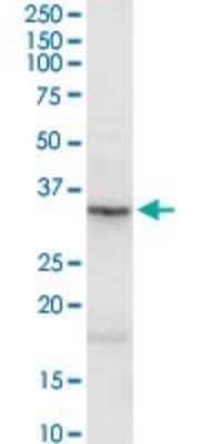 Western Blot: Asporin Antibody [H00054829-D01P] - Analysis of ASPN expression in mouse testis.
