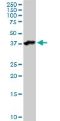 Western Blot: Asporin Antibody [H00054829-D01P] - Analysis of ASPN expression in human kidney.