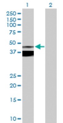 Western Blot: Asporin Antibody [H00054829-D01P] - Analysis of ASPN expression in transfected 293T cell line by ASPN polyclonal antibody.Lane 1: ASPN transfected lysate(43.90 KDa).Lane 2: Non-transfected lysate.