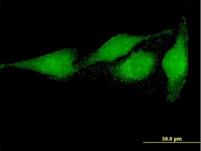Immunocytochemistry/Immunofluorescence: PRUNE Antibody [H00058497-B01P] - Analysis of purified antibody to PRUNE on HeLa cell. (antibody concentration 10 ug/ml)