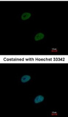 Immunocytochemistry/Immunofluorescence: TLE4 Antibody [NBP2-15140] - Paraformaldehyde-fixed HeLa, using TLE4 antibody at 1:1000 dilution.