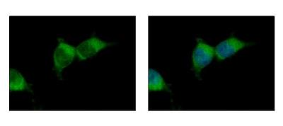 Immunocytochemistry/Immunofluorescence: LMAN2 Antibody [NBP2-17153] - Sample: 293T cells were fixed in 2% paraformaldehyde/culture medium at 37C for 30 min. Green: LMAN2 protein stained by LMAN2 antibody diluted at 1:500. Blue: Hoechst 33343 staining.