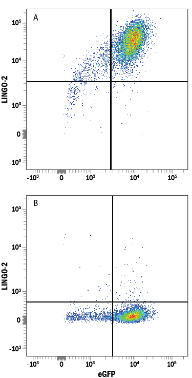 HEK293 human embryonic kidney cell line either (A) transfected with human LINGO-2 or (B) irrelevant transfectants and eGFP was stained with Mouse Anti-Human LINGO‑2 Monoclonal Antibody (Catalog # MAB36791) followed by Allophycocyanin-conjugated Anti-Mouse IgG Secondary Antibody (Catalog # F0101B). Quadrant markers were set based on control antibody staining (Catalog # MAB003).