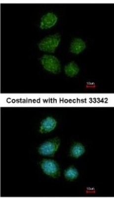 Immunocytochemistry/Immunofluorescence: PIWIL4 Antibody [NBP2-19845] - Analysis of paraformaldehyde-fixed MCF-7, using antibody at 1:200 dilution.