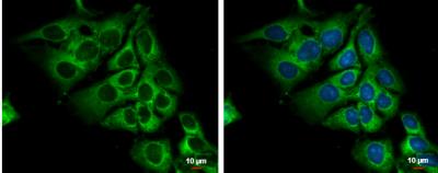 Immunocytochemistry/Immunofluorescence: Lactate Dehydrogenase C Antibody [NBP2-19321] - NT2D1 cells were fixed in ice-cold MeOH for 5 min. Green: lactate dehydrogenase C protein stained by lactate dehydrogenase C antibody diluted at 1:500. Blue: Hoechst 33342 staining.