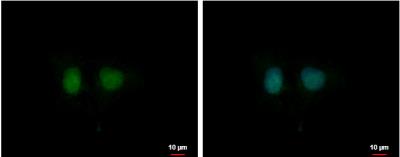 Immunocytochemistry/Immunofluorescence: DDI1 Antibody [NBP1-31417] - Sample: NT2D1 cells were fixed in 4% paraformaldehyde at RT for 15 min. Green: DDI1 protein stained by DDI1 antibody diluted at 1:500.Blue: Hoechst 33342 staining.Scale bar = 10 um.