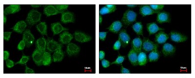 Immunocytochemistry/Immunofluorescence: ALS2CR12 Antibody [NBP2-15366] - Sample: A431 cells were fixed in ice-cold Methanol for 5 min. Green: ALS2CR12 protein stained by ALS2CR12 antibody diluted at 1:500. Blue: Hoechst 33343 staining.