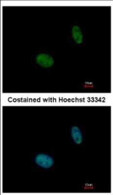 Immunocytochemistry/Immunofluorescence: NANS Antibody [NBP2-19470] - Immunofluorescence analysis of paraformaldehyde-fixed HeLa, using antibody at 1:500 dilution.