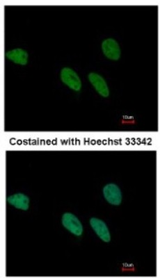 Immunocytochemistry/Immunofluorescence: REXO4 Antibody [NBP1-31119] - Paraformaldehyde-fixed HeLa, using antibody at 1:500 dilution.