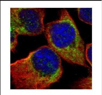 Immunocytochemistry/Immunofluorescence: HspA6 Antibody [NBP2-16899] - Confocal immunofluorescence analysis of methanol-fixed A431, using HSPA6 antibody (Green) at 1:500 dilution. Alpha-tubulin filaments are labeled with Alpha-tubulin antibody (Red) at 1:500.
