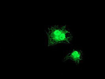 Immunocytochemistry/Immunofluorescence: GDAP1L1 Antibody (1G5) [NBP2-00946] - Staining of COS7 cells transiently transfected by pCMV6-ENTRY GDAP1L1.