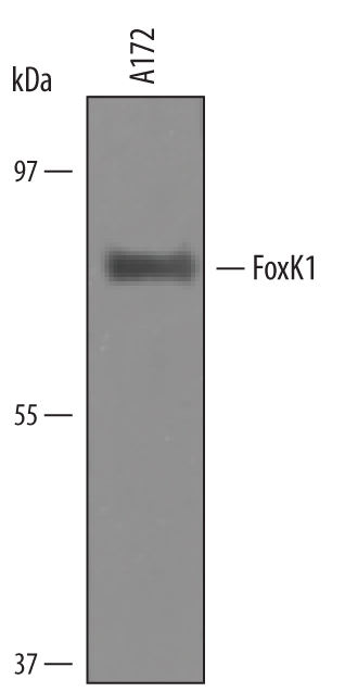 Western blot shows lysates of A172 human glioblastoma cell line. PVDF Membrane was probed with 1 µg/mL of Human FoxK1 Antigen Affinity-purified Polyclonal Antibody (Catalog # AF6366) followed by HRP-conjugated Anti-Goat IgG Secondary Antibody (Catalog # HAF019). A specific band was detected for FoxK1 at approximately 75 kDa (as indicated). This experiment was conducted under reducing conditions and using Immunoblot Buffer Group 7.