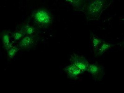 Immunocytochemistry/Immunofluorescence: PBLD Antibody (7G5) [NBP2-03265] Staining of COS7 cells transiently transfected by pCMV6-ENTRY PBLD.